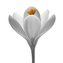 Sophysa logo