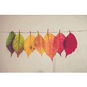 Turning Leaf Behavioral Health Services logo